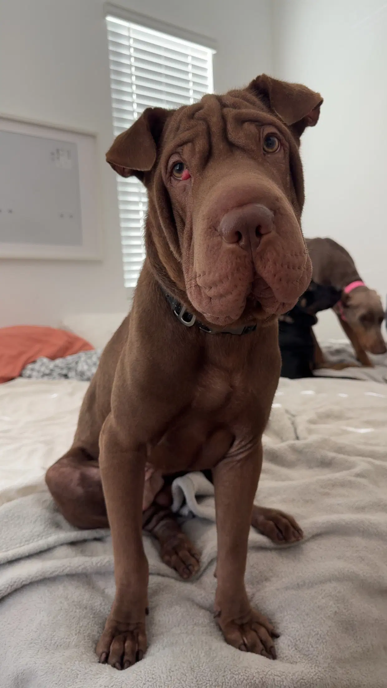 Hoshi - Chinese Shar-Pei