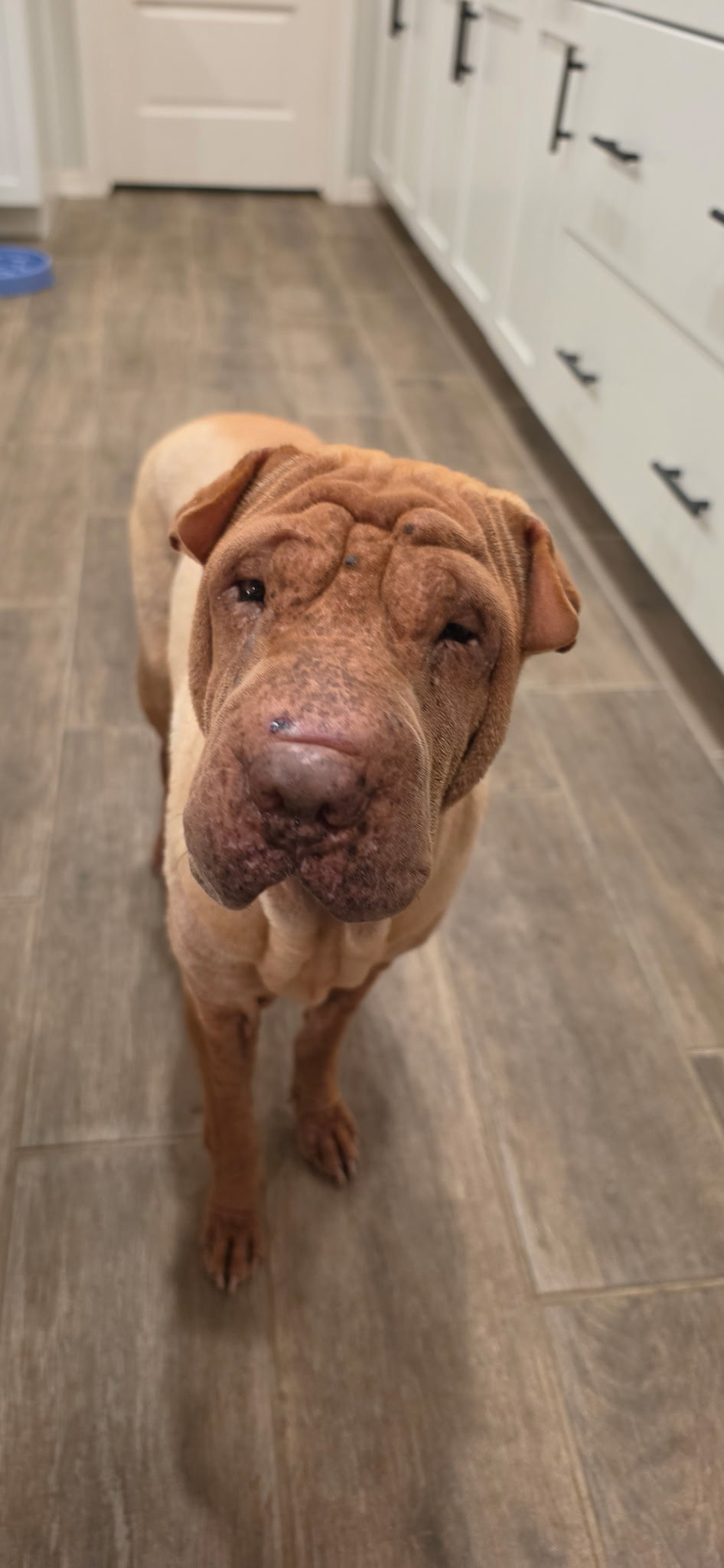 Honey Bunches of Oats, Chinese Shar-Pei
