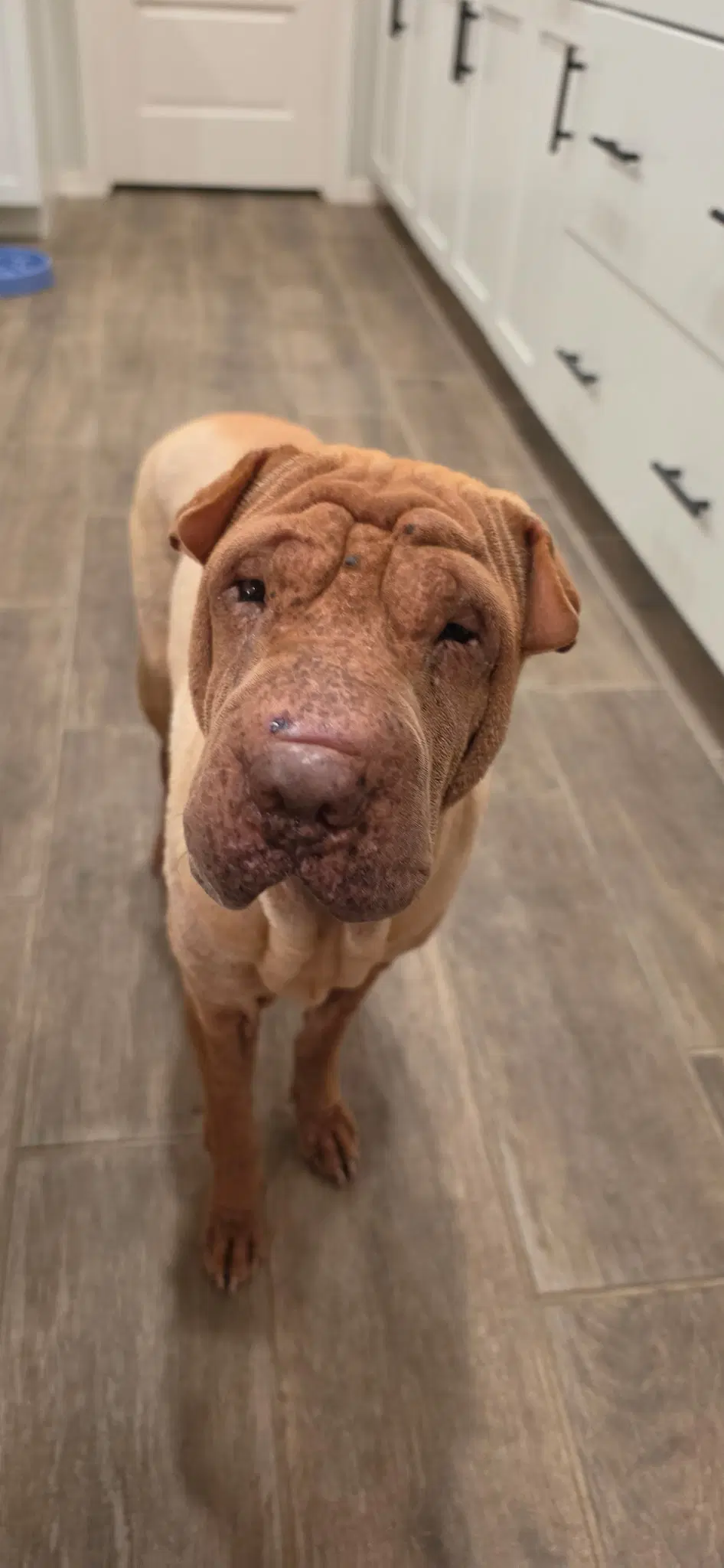 Honey Bunches Of Oats - Chinese Shar-Pei