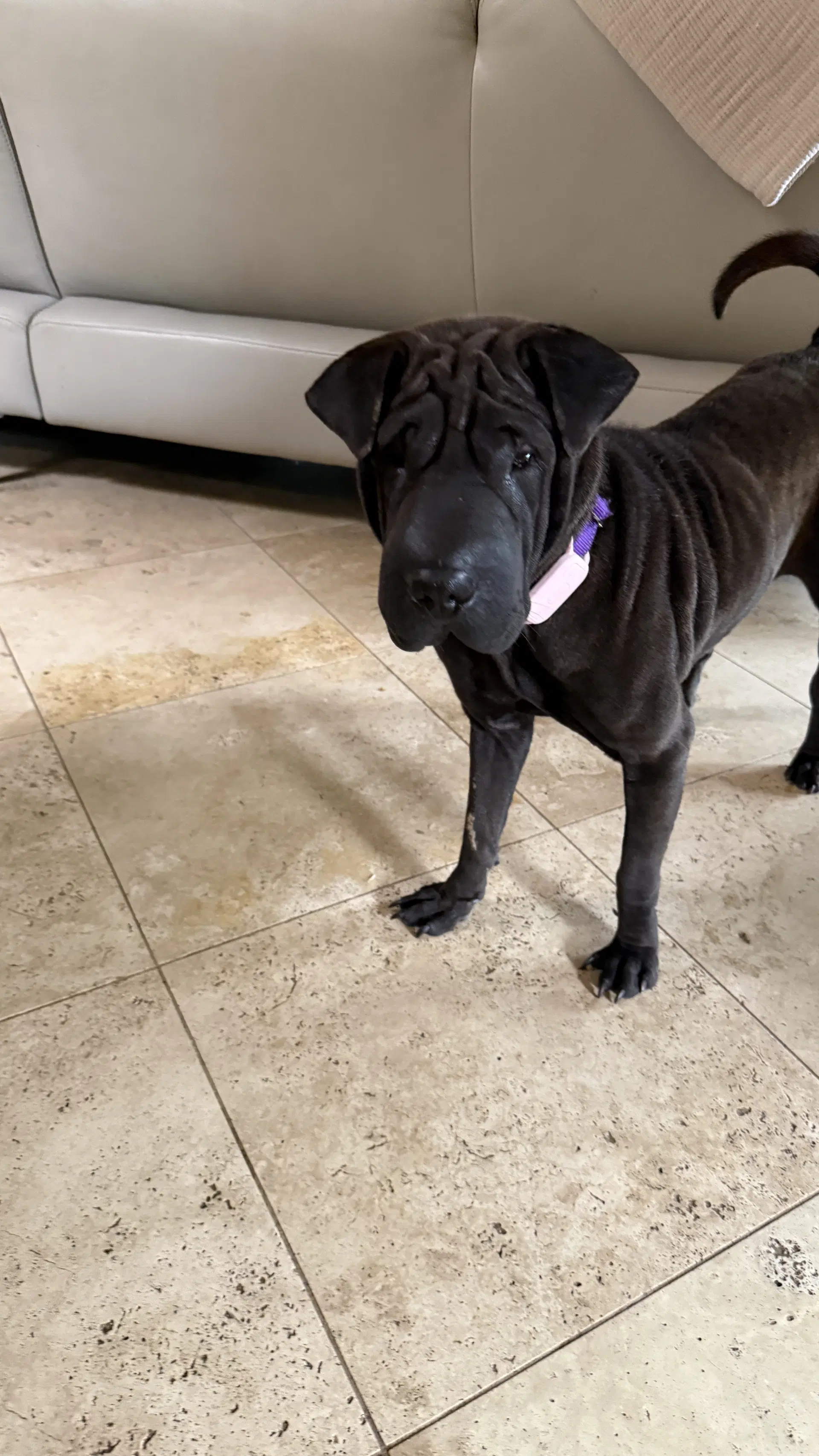 Pickles - Chinese Shar-Pei