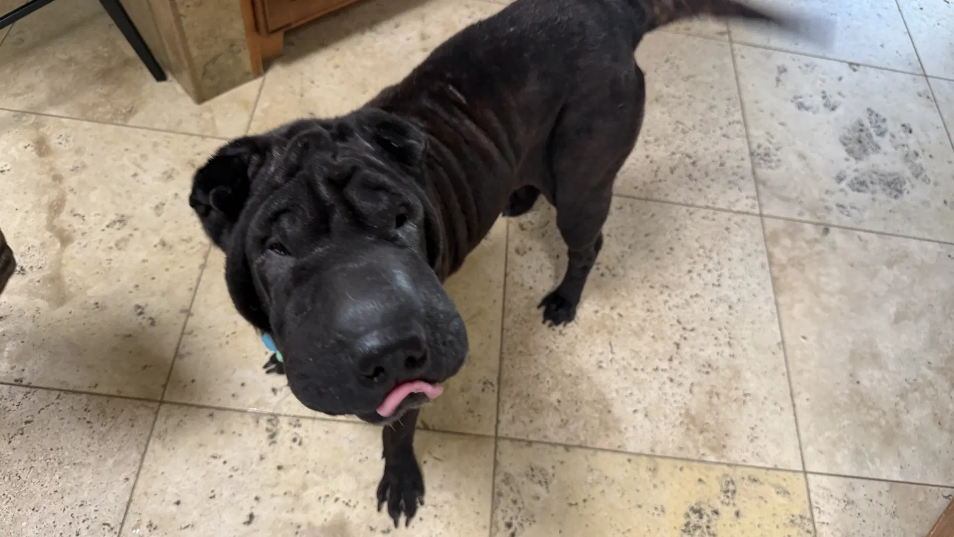 Poppi - Chinese Shar-Pei