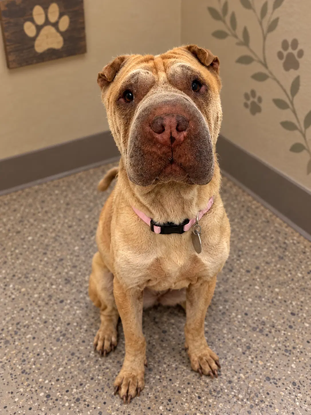 Willow - Chinese Shar-Pei