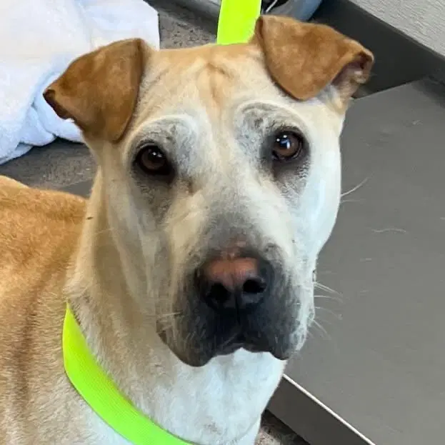 Joleen - Chinese Shar-Pei