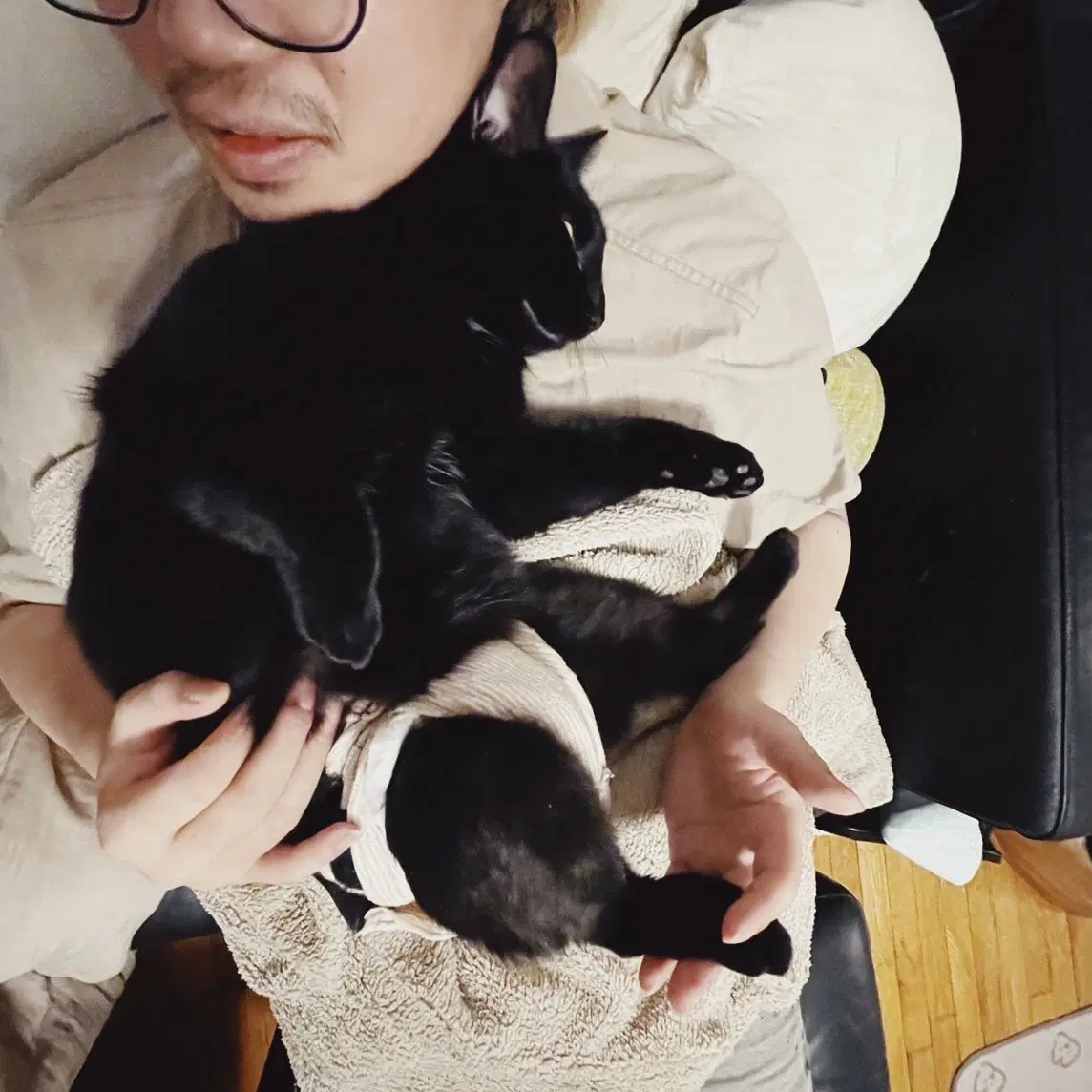 Midnight - Domestic Short Hair
