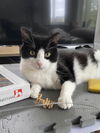 adoptable Cat in , MA named Oreo