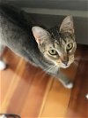 adoptable Cat in , MA named Nod