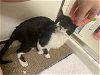 adoptable Cat in , MA named Ranger and Ryleigh