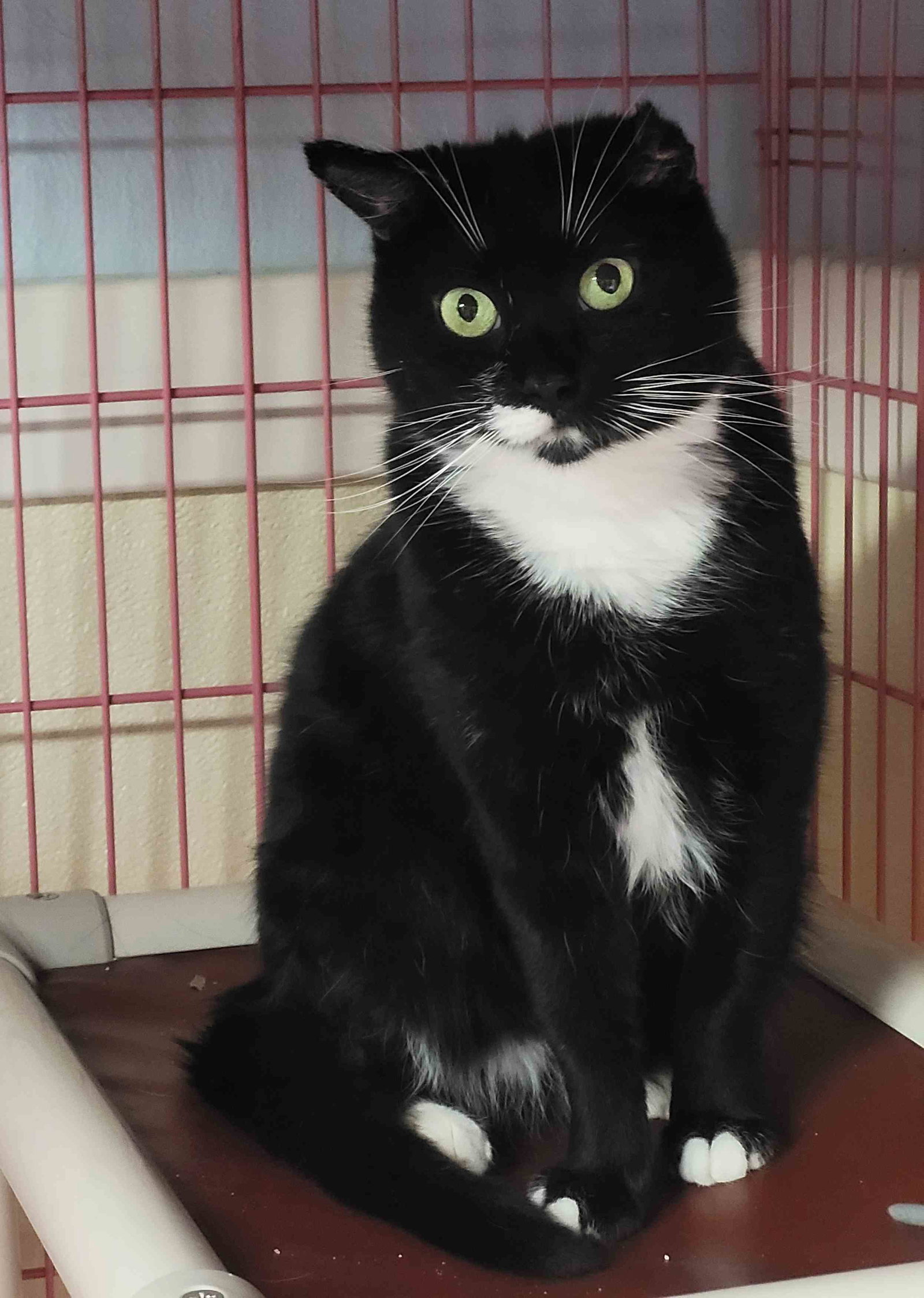Rachel, Domestic Short Hair