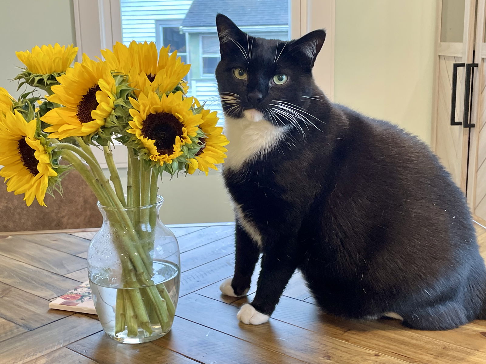 adoptable Cat in Somerville, MA named Louie