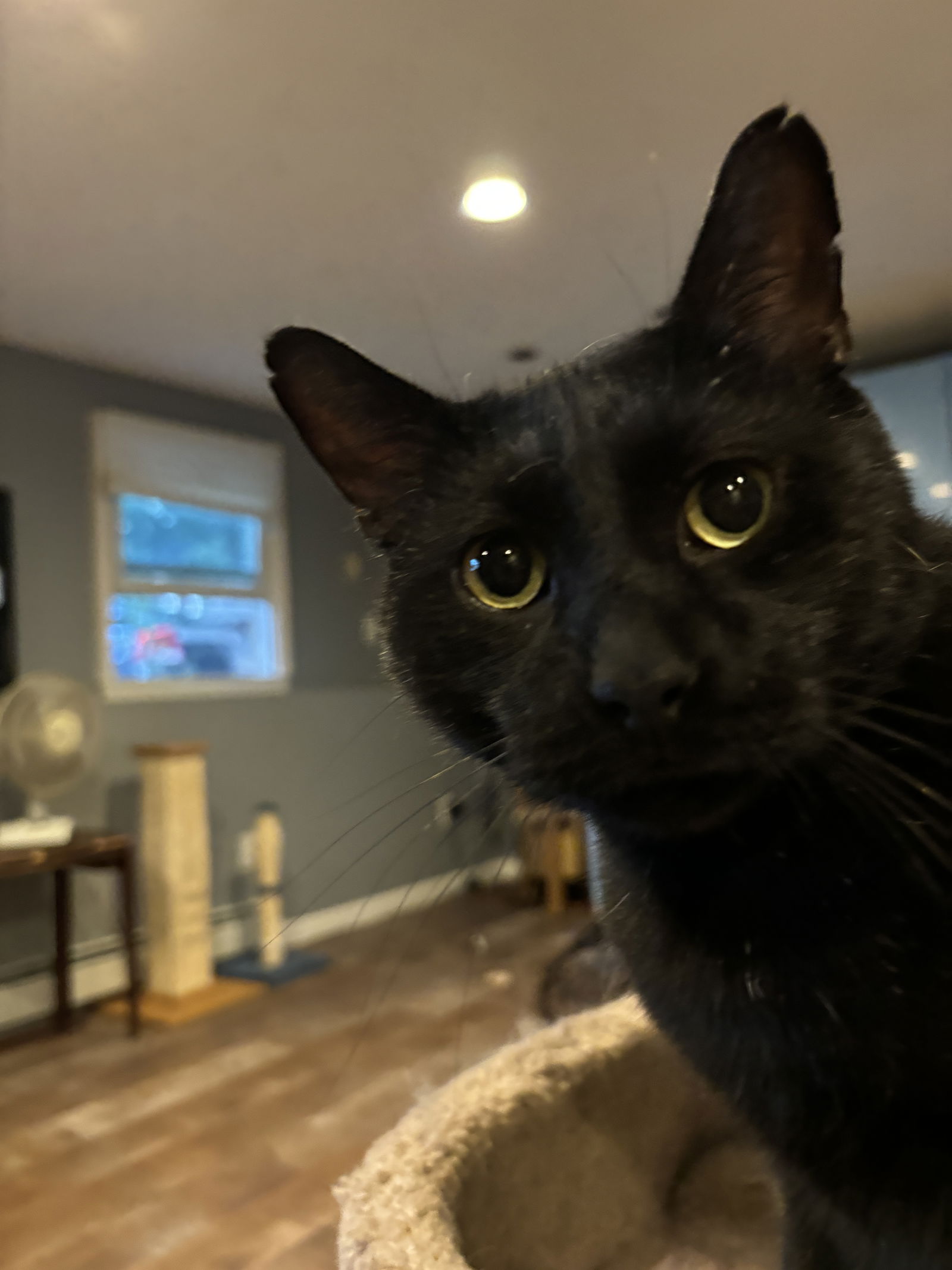 adoptable Cat in Somerville, MA named Ivan