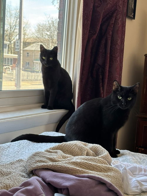 picture of the cat needing adoption