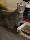 adoptable Cat in , MA named Pancake