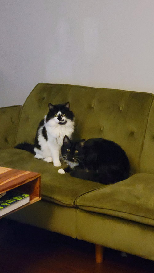 picture of the cat needing adoption