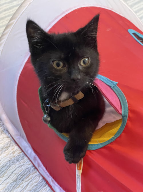 picture of the cat needing adoption