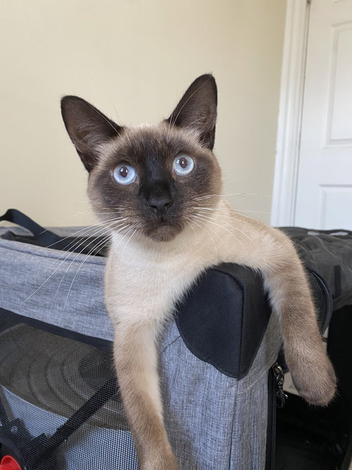 picture of the cat needing adoption
