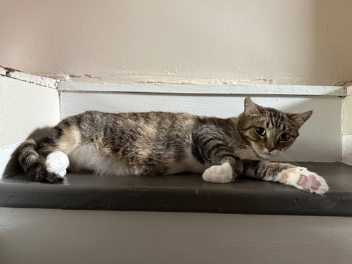 picture of the cat needing adoption