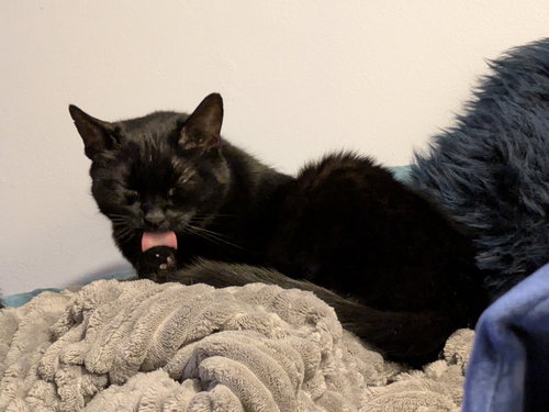Soda — thumbnail 7