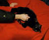 Soda - Photo 3