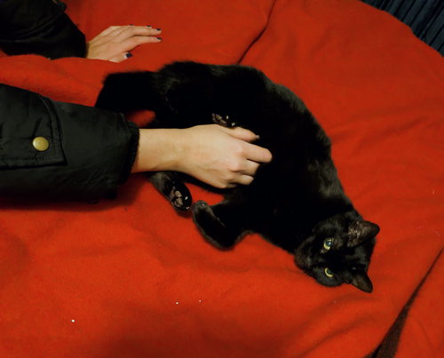 Soda — thumbnail 6
