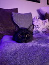 Neeko - Photo 4