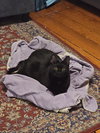 Neeko - Photo 5