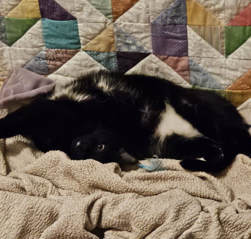 NEEKO - Domestic Short Hair available for adoption