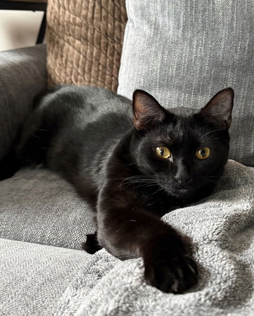 NEEKO - Domestic Short Hair available for adoption