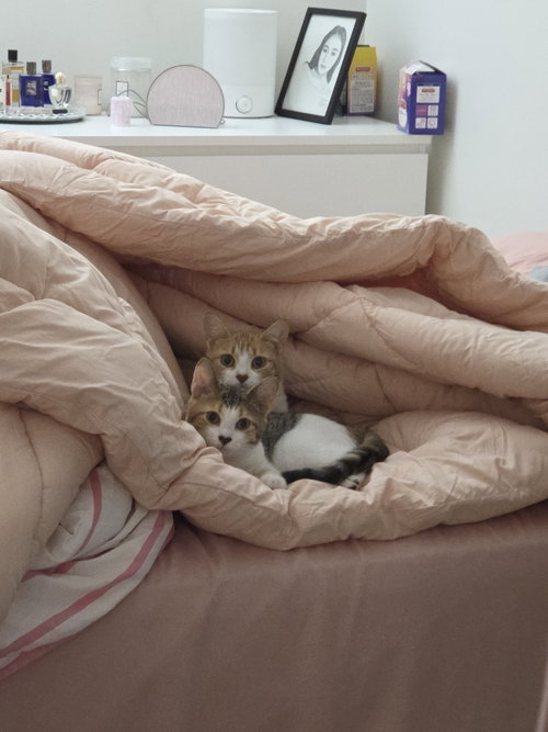 picture of the cat needing adoption