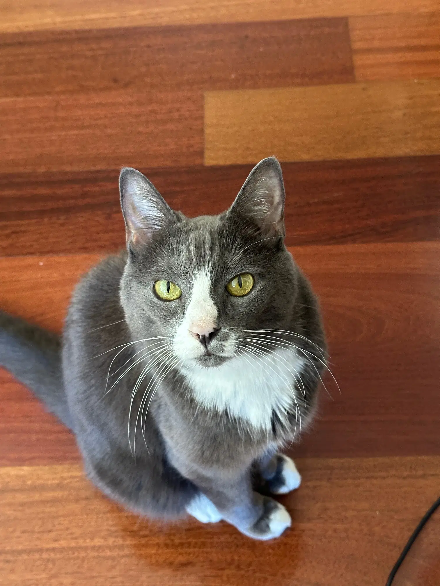 Cindy Lou - Domestic Short Hair