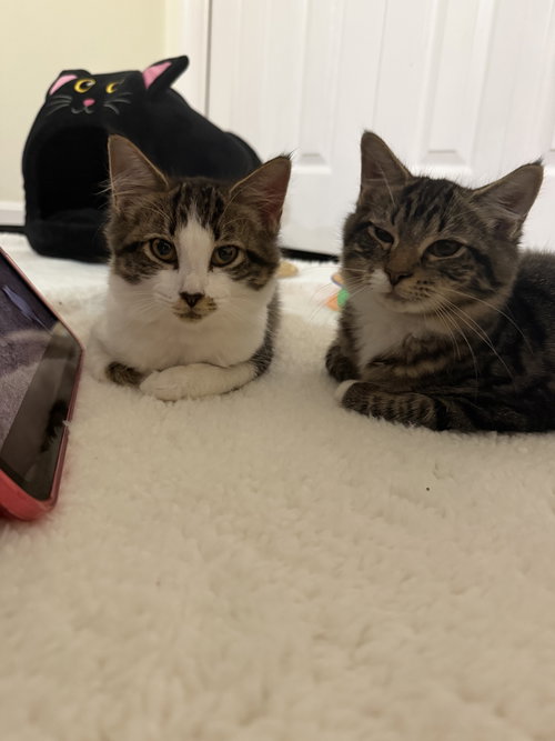 picture of the cat needing adoption