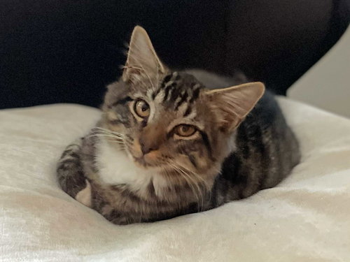 picture of the cat needing adoption