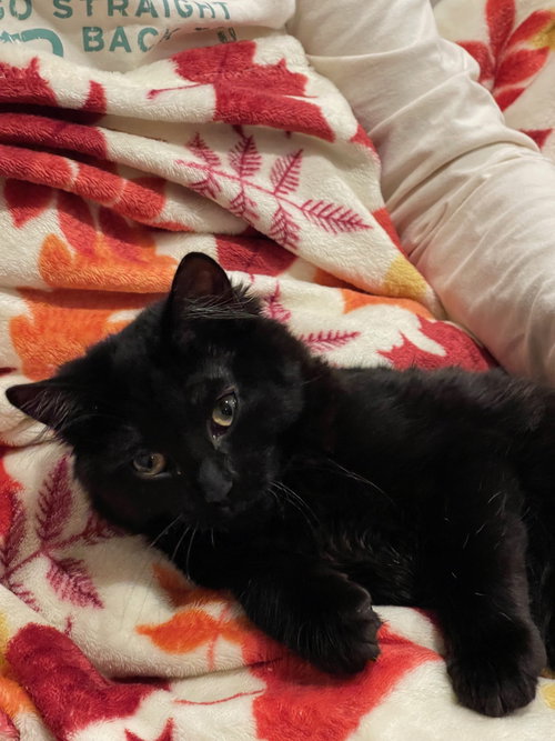 picture of the cat needing adoption