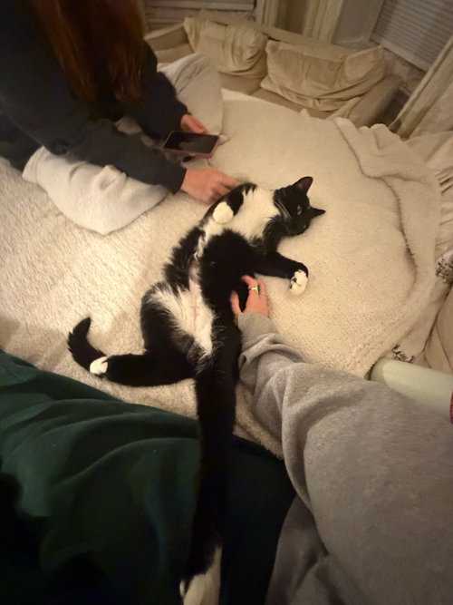 picture of the cat needing adoption