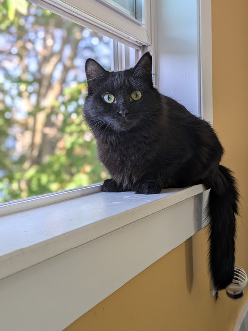 picture of the cat needing adoption