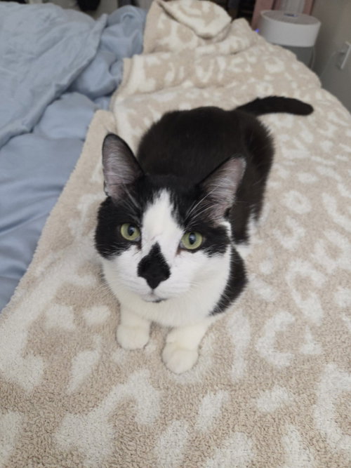 PATCHOULI - Domestic Short Hair available for adoption