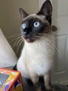 Maia Papaya - Photo 3