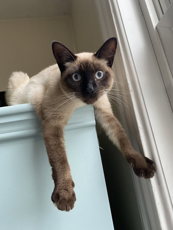 Maia Papaya