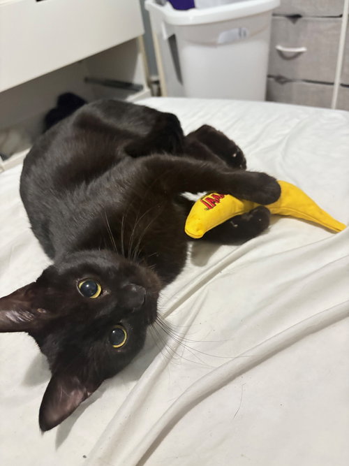 picture of the cat needing adoption