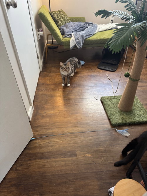 picture of the cat needing adoption