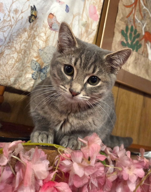 picture of the cat needing adoption