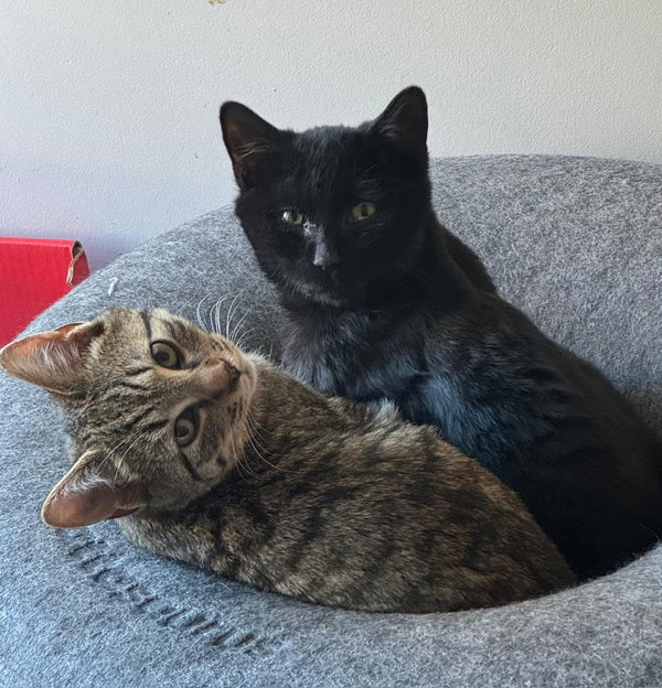 Peanut and Blackberry