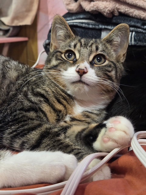 picture of the cat needing adoption