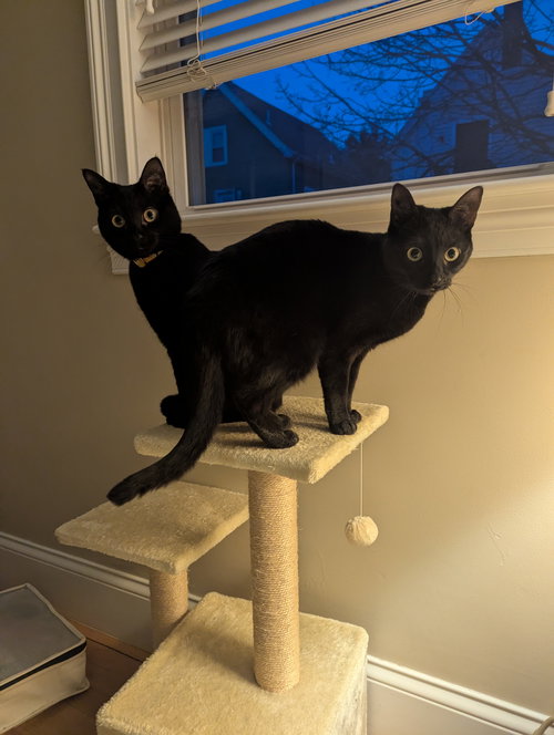 picture of the cat needing adoption