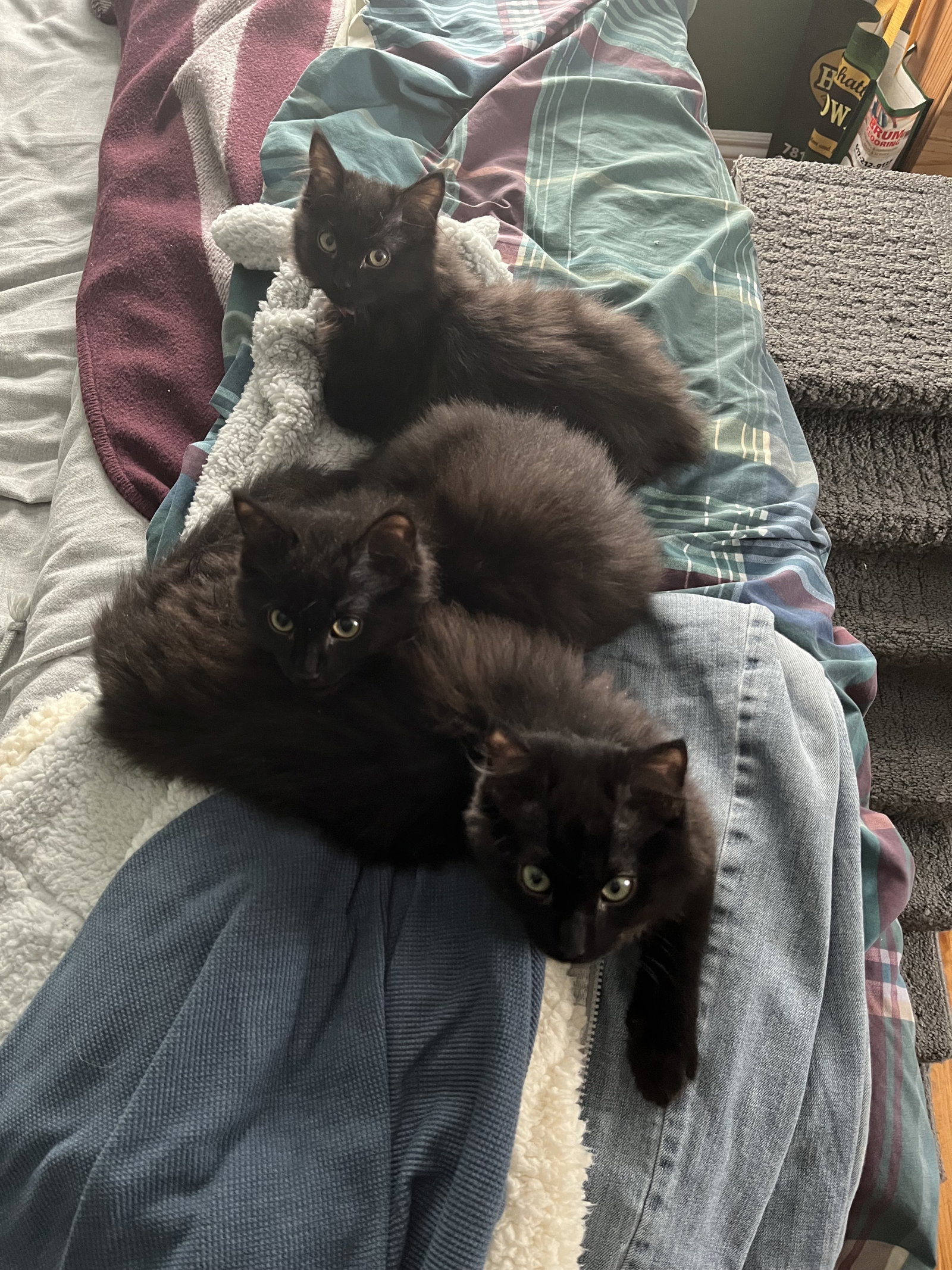 Rudy, Clarice and Hermie Image