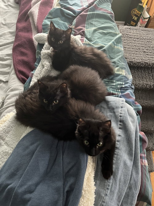 picture of the cat needing adoption