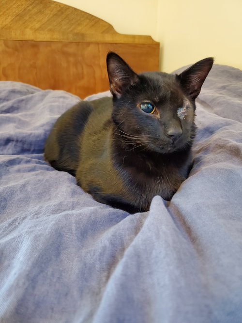 picture of the cat needing adoption