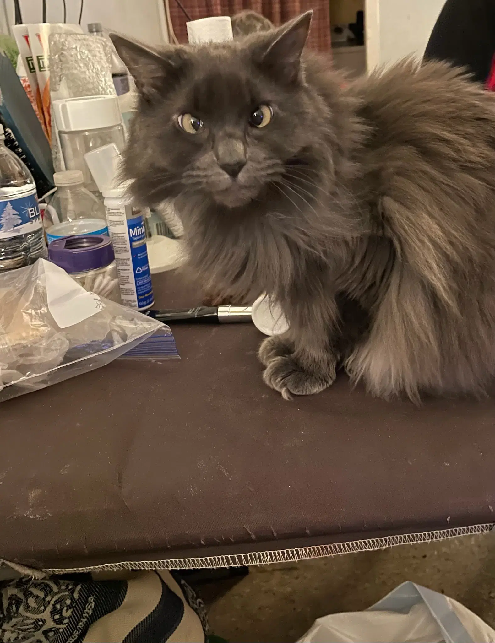 Stevie - Domestic Long Hair