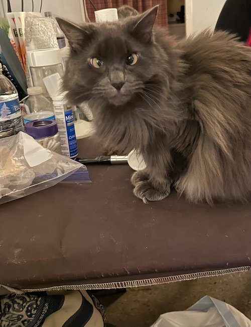 picture of the cat needing adoption