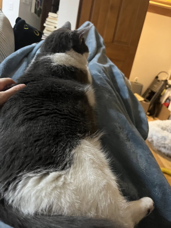 Beau