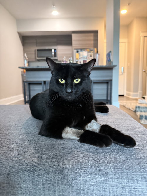 Panther, an adoptable Domestic Short Hair in Somerville, MA